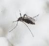 Aedes albopictus